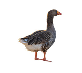 Large domestic geese (Anser anser domesticus) are selectively bred for their size, meat, eggs, and down feathers. Known for their calm temperament, impressive body mass, and adaptability.