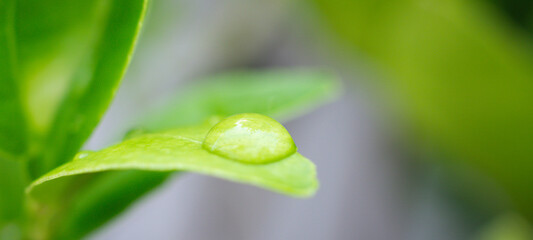 Beautiful rain water drop on green leaf closeup natural background