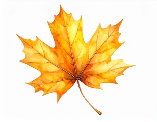 Obraz premium Hand-painted watercolor illustration of a single golden yellow autumn maple leaf. Seasonal botanical art isolated on a white background.