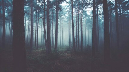 Obraz premium A misty forest at dusk, tall pines shrouded in fog, evoking a sense of mystery and quiet solitude. 