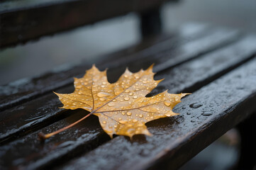 Golden maple leaf with water droplets on wet wooden bench – autumn macro close-up background