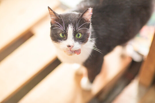a funny cat with its tongue sticking out and crossed eyes closeup poto