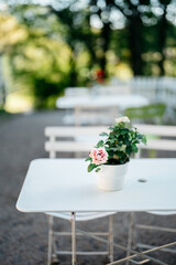 Charming Outdoor Cafe Scene with White Table and Pink Rose in Sunlit Garden Setting