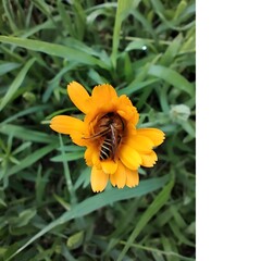 A dead honey bee inside a yellow marigold flower collecting nectar