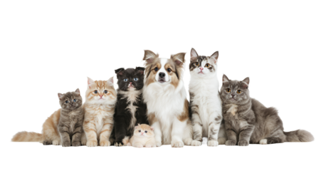 Adorable Pets Group Dog and Kittens Ready for Adoption