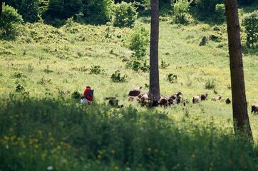 Shepherd with Flock of Goats in Summer Meadow Vanadzor, Armenia