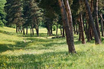 Pine Trees in Meadow with Summer Wildflowers Vanadzor, Armenia