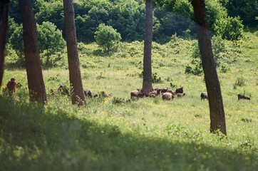 Herd of Goats Resting in Pine Forest Clearing &ndash; Vanadzor, Armenia