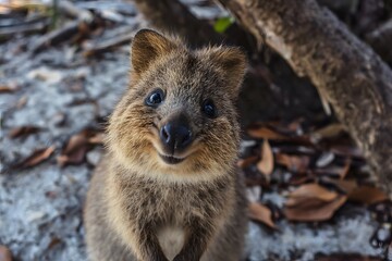Obraz premium Quokka smiling at camera - copy space above.