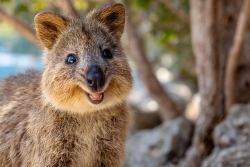 Obraz premium Quokka smiling at camera - copy space above.