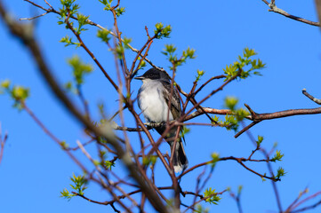 An Eastern Kingbird at Pointe Pelee National Park, near Leamington, Ontario, Canada.