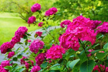 Hydrangea macrophylla or Hortensia flower