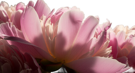 Fototapeta premium Exquisite Pink Peonies Close-Up Flower Photography for Commercial Use
