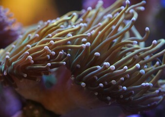 Fototapeta premium Close-up macro photograph of a Euphyllia glabrescens torch coral with vibrant tentacles