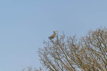 Great Blue Heron on Its Nest in a Rookery at Kensington Metropark, near Milford, Michigan.