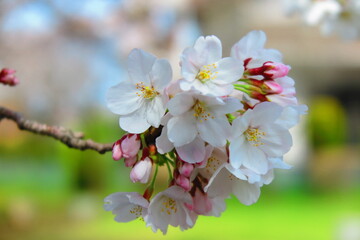 川沿いのサクラのアップの風景4