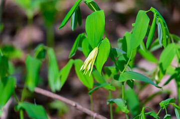 A Large Flower Bellwort at Pointe Pelee National Park, near Leamington, Ontario, Canada.