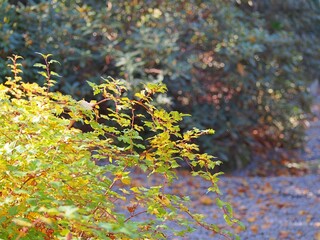 Stephanandra incisa ‘Crispa’ – golden autumn foliage of a low ornamental shrub in soft sunlight, perfect for garden borders