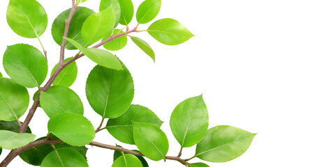 Lush Green Leaves on Branch, Spring Foliage, Fresh Greenery, Natural Background