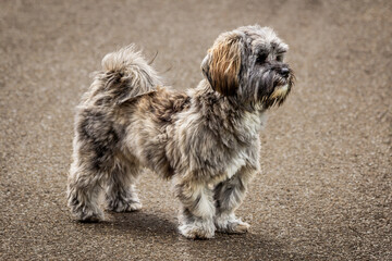 puppy dog portrait