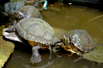 Obraz premium turtle on a rock
