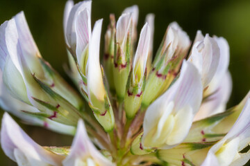 Obraz premium Extreme Close-Up of White Clover (Trifolium repens) Flower – Macro Bloom Detail