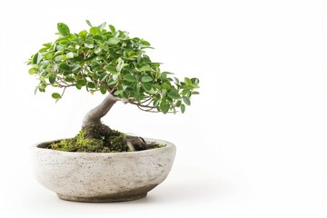 Small bonsai tree in ceramic pot, isolated on clean white background, minimalistic Japanese zen garden theme.