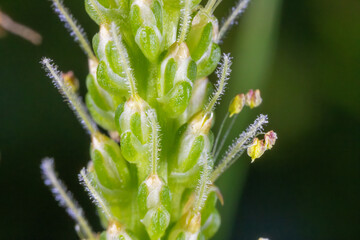 Extreme Close-Up of Plantago major Flower – Broadleaf Plantain in Bloom