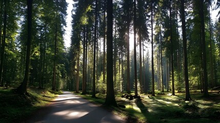 Obraz premium Sunlit path through a dense forest.
