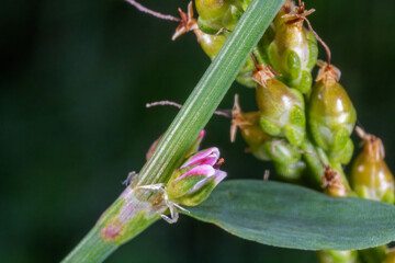 Macro View of Polygonum aviculare – Common Knotgrass in Bloom