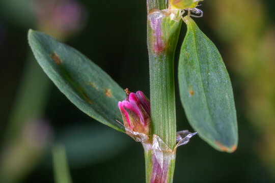 Macro View of Polygonum aviculare &ndash; Common Knotgrass in Bloom