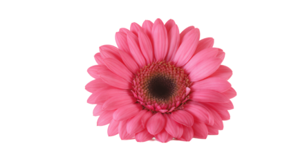 Pink Gerbera Daisy Flower High-Resolution Stock Photo for Commercial Use