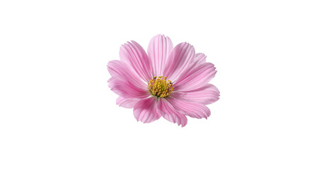 Pink Cosmos Flower Elegant Blossom, Botanical Image, Floral Photography