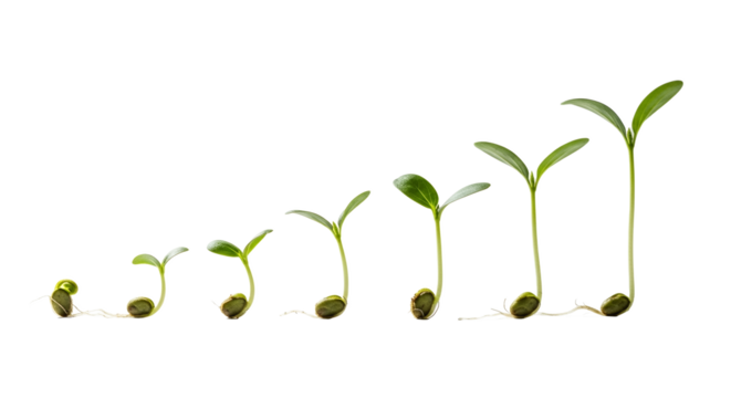 Seed Germination Stages From Seed to Sprout - Growth and Development