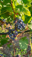 Close up of ripening grapes with different colors on vine in vineyard