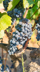Fototapeta premium Close up of ripe purple grapes hanging on vine in vineyard