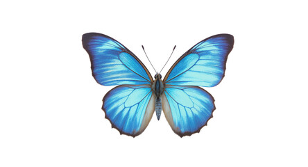 Obraz premium Stunning Blue Morpho Butterfly High-Resolution Image for Commercial Use