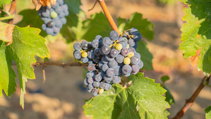 Close up of ripe purple grapes hanging on vine in vineyard
