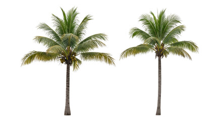 Two Lush Coconut Palm Trees Isolated on White Background Perfect for Tropical Designs
