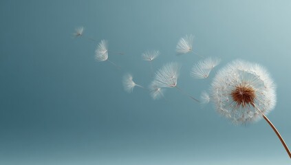 Delicate dandelion seeds floating on light teal background