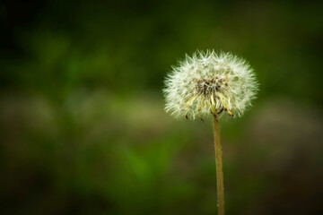 dandelion on green background