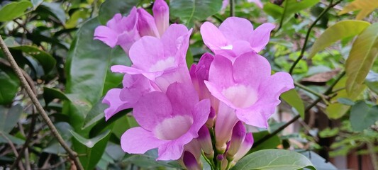 purple crocus flowers. A bunch of pink flowers with white centers. The flowers are in a garden. The flowers are in full bloom