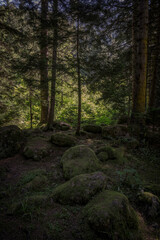 Obraz premium path in the forest