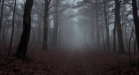Fototapeta premium Eerie Foggy Forest Path Dark Woods Stock Photo