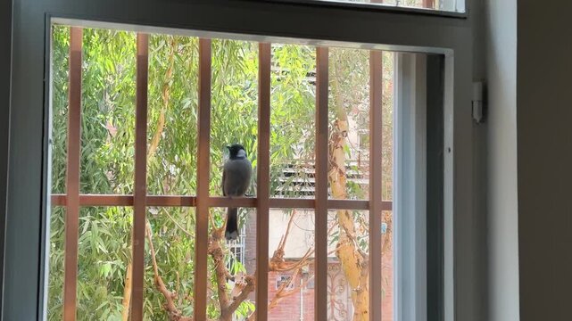 Red whiskered bulbul perched on tree in tropical Asia urban wildlife landscape Colorful bird closeup feather on house window frame in outdoor environment sparrow songbird forest green wing natural