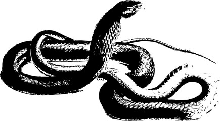 Obraz premium abstract illustration snake silhouette. Illustration of shape as an example of snake design. Diseño abstracto de serpiente en color blanco, negro, verde y guinda. PNG. VEXTOREN. JPG