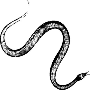 abstract illustration snake silhouette. Illustration of shape as an example of snake design. Dise&ntilde;o abstracto de serpiente en color blanco, negro, verde y guinda. PNG. VEXTOREN. JPG