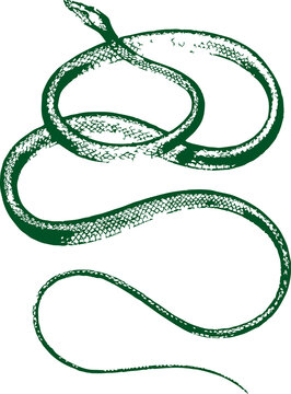 abstract illustration snake silhouette. Illustration of shape as an example of snake design. Dise&ntilde;o abstracto de serpiente en color blanco, negro, verde y guinda. PNG. VEXTOREN. JPG