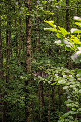 Obraz premium green forest in the morning