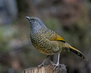 laughing thrush